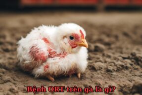 Chiến lược ngừa bệnh ORT trên gà tối ưu hiệu quả chăn nuôi